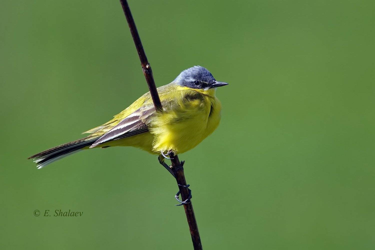 birds,motacilla flava,western yellow wagtail,жёлтая трясогузка,птица,птицы,трясогузка,фотоохота, Евгений