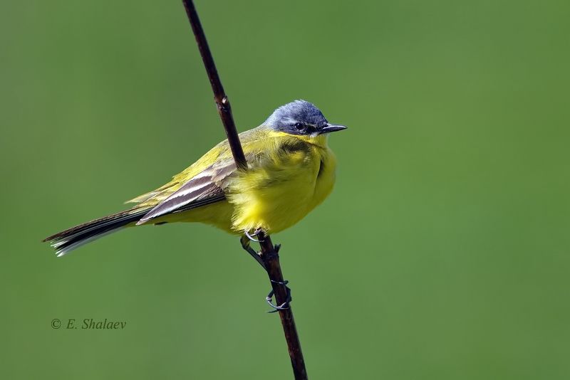birds,motacilla flava,western yellow wagtail,жёлтая трясогузка,птица,птицы,трясогузка,фотоохота Жёлтая трясогузка фото превью