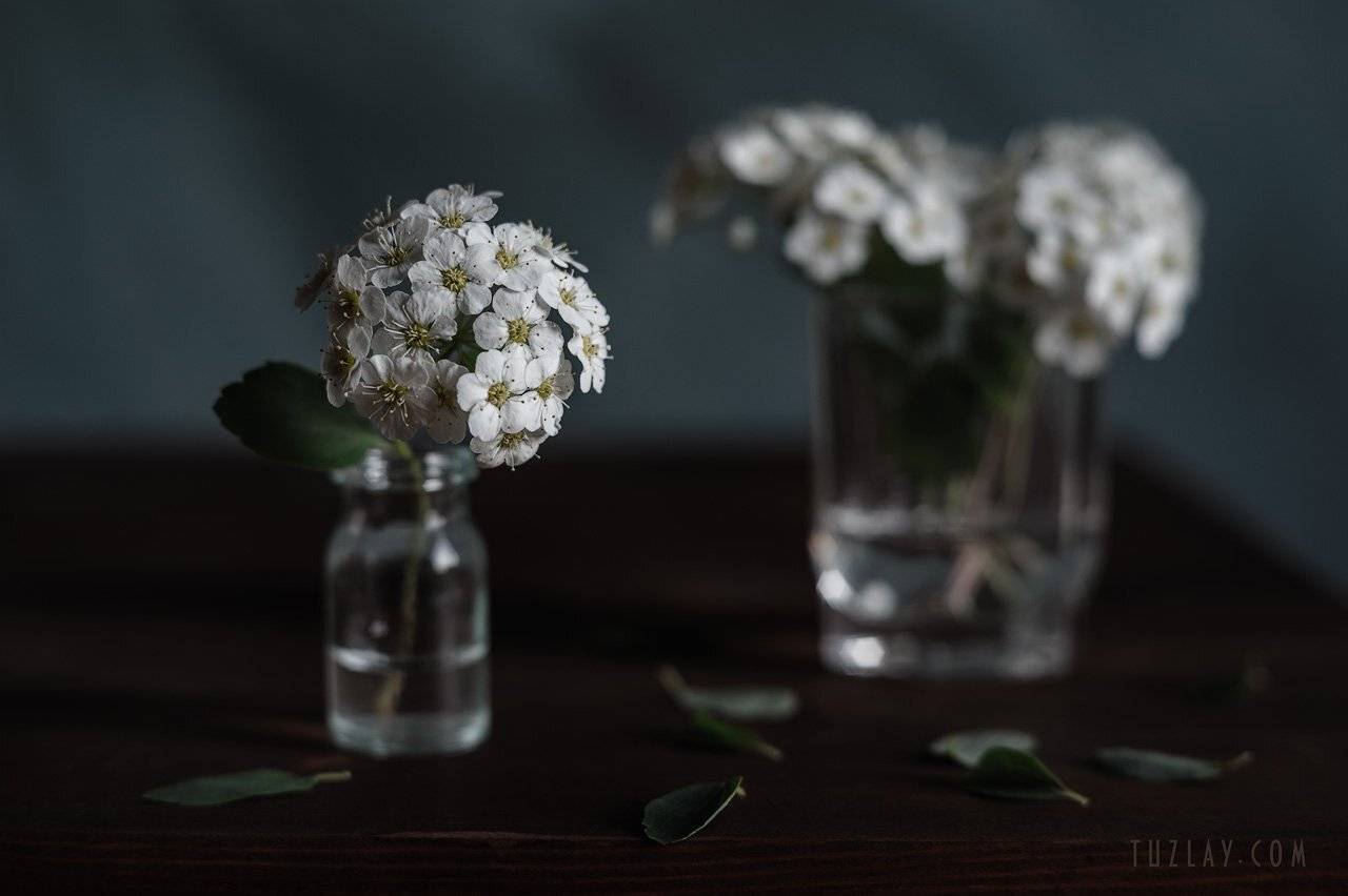 спирея, невеста, листки спиреи, цветок спиреи, невеста во флаконе, весна во флаконе, Владимир Тузлай