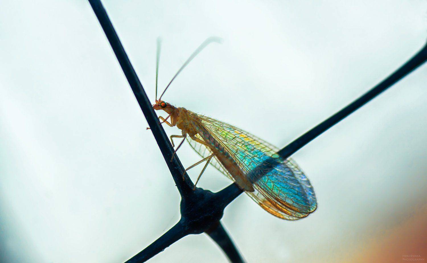 макро, природа, насекомые, златоглазка, macro, nature, insects, golden-eyed,, Тараненко Анжелика