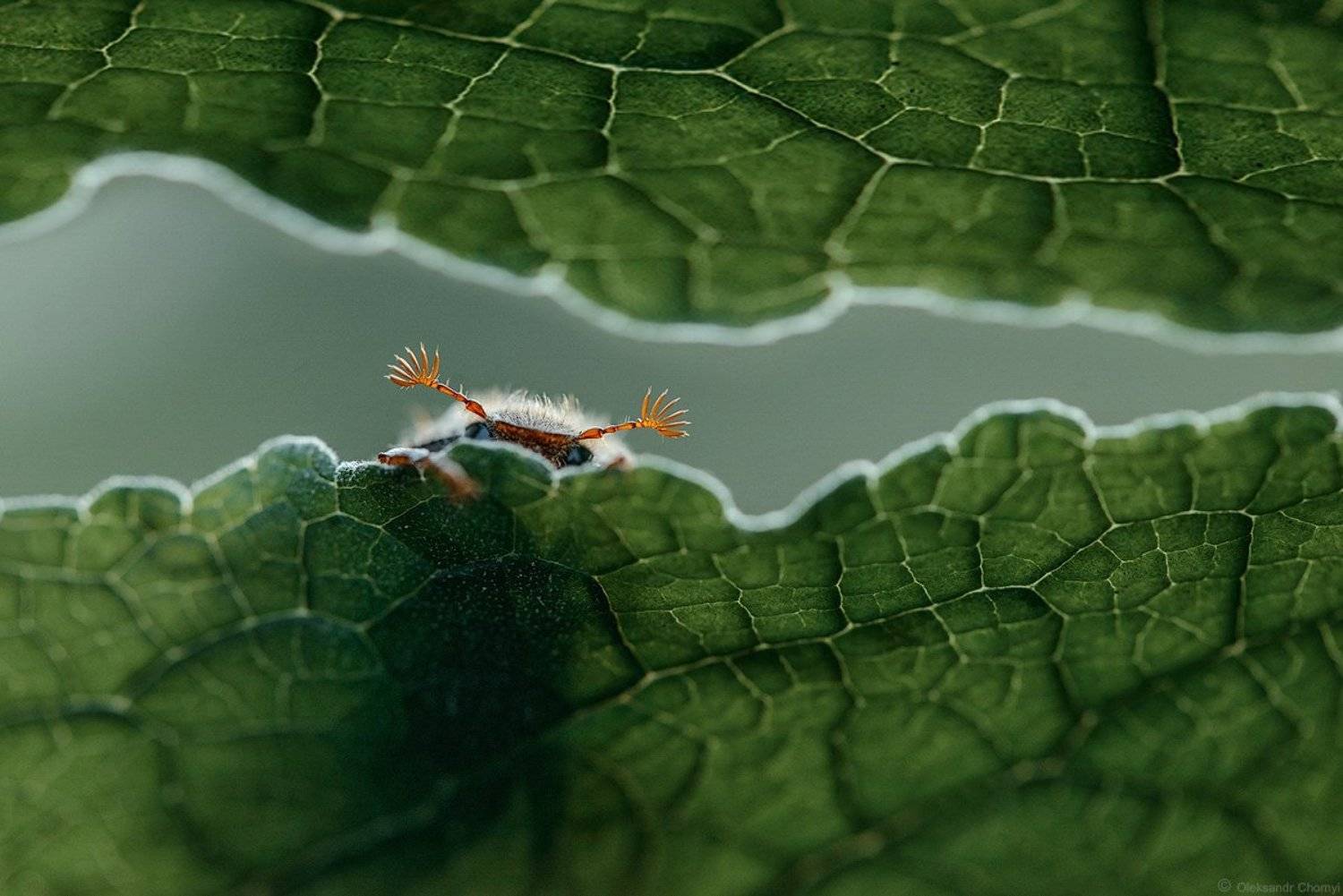 #весна, #хрущик, #хрущ, Александр Чорный