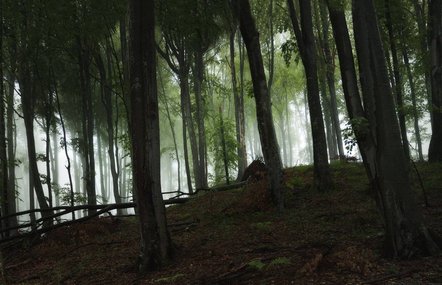 landscape, forest, tree, wide angle, fog, mist, mountain, woods, spring, bulgaria, nature, green, plant, weed, leafs, dream, Кристиян Младенов