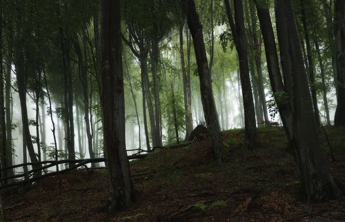 Forest Window