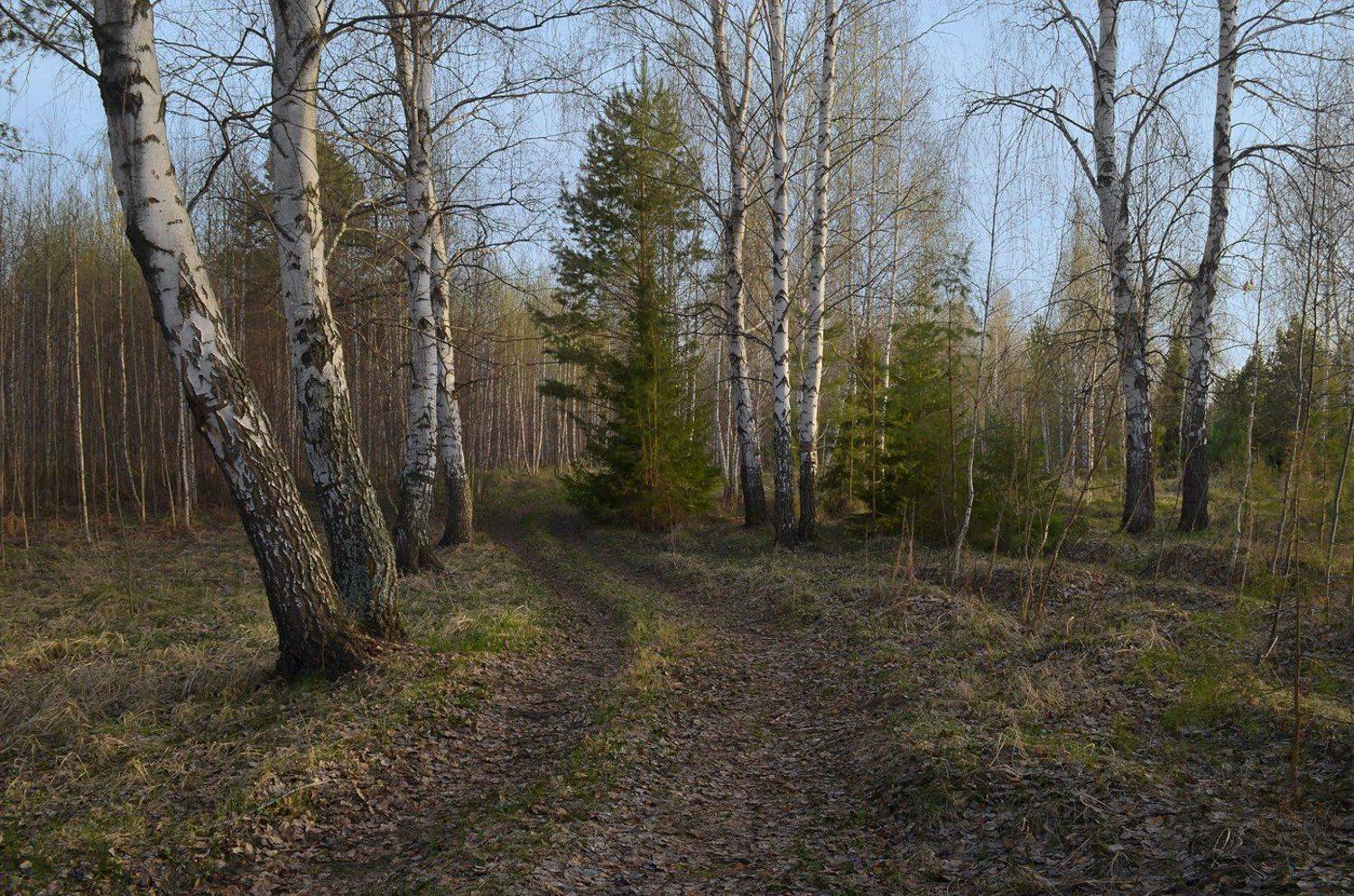 тёплый вечер, май, тишина, дорога, лес, березы, Irina Shapronova
