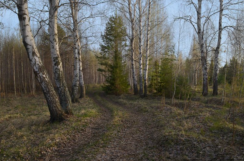 тёплый вечер, май, тишина, дорога, лес, березы По лесной дороге фото превью