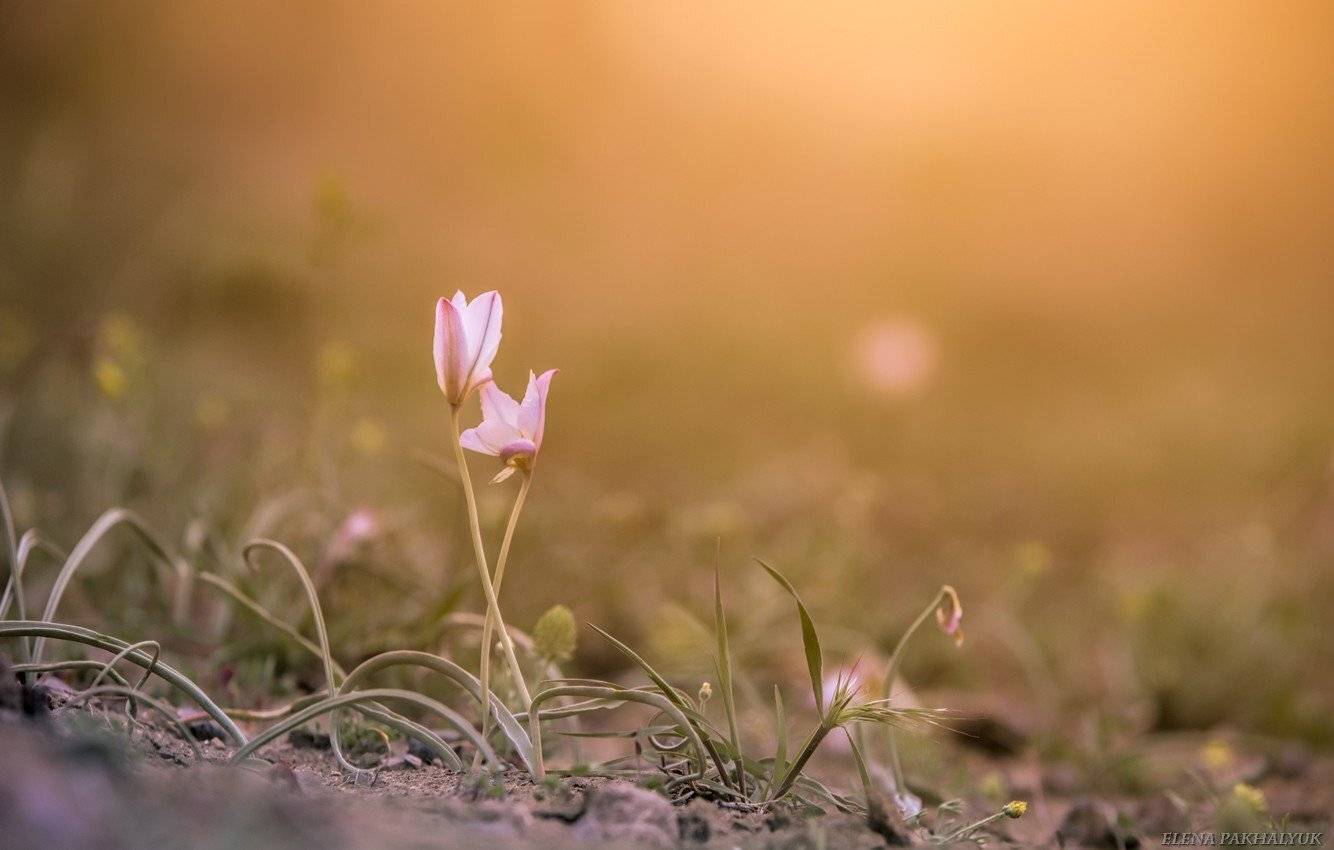 казахстан, первоцвет,степь,рассвет,цветы,фототур,природа,растения,нежный,макро,пейзаж,утро,весна,вечер, Elena Pakhalyuk