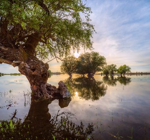 Ивы в половодье.
