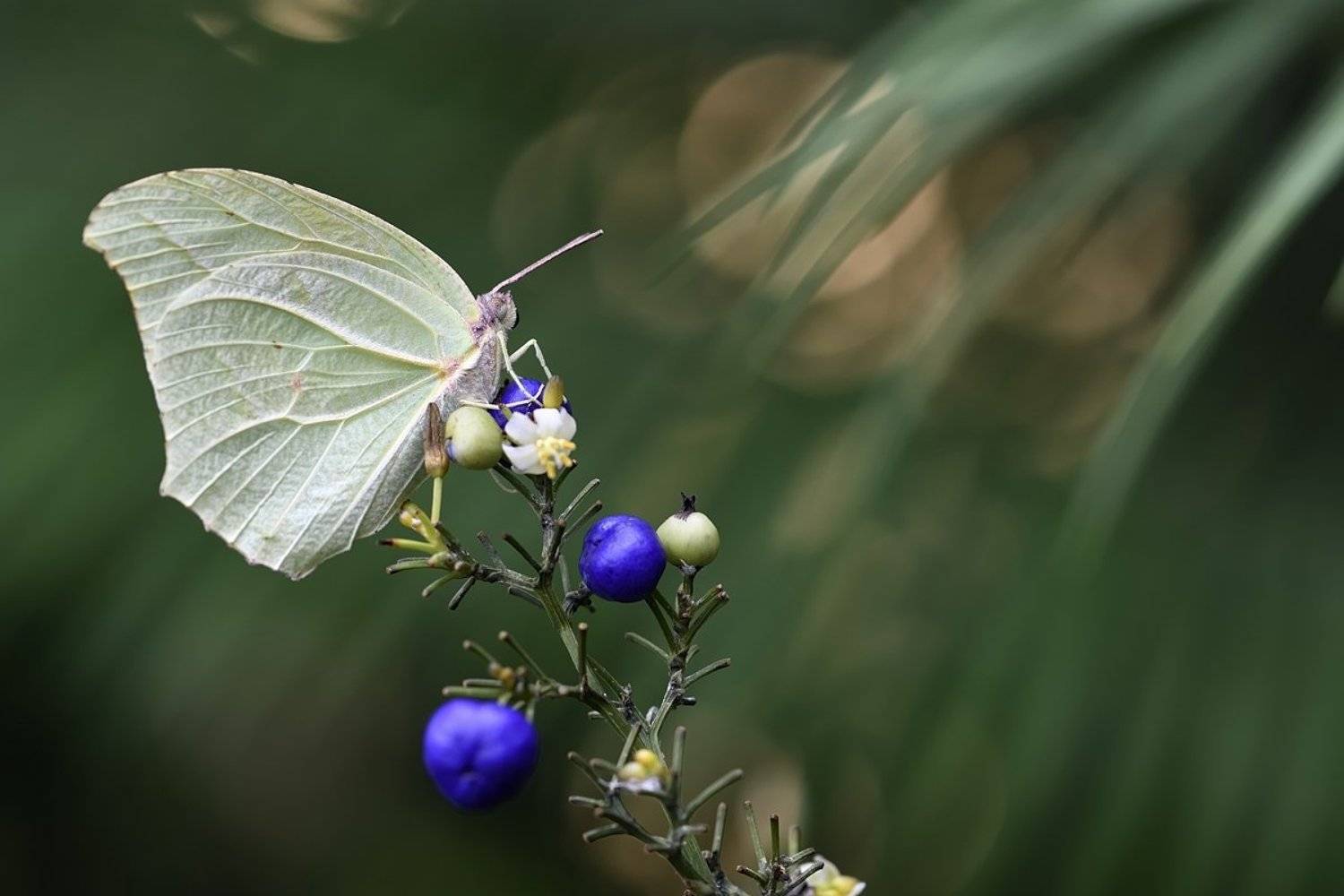 бабочка butterfly lepidoptera linnaeus подробно detail macro макрос крылья wings хрупкое fragile насекомые insects, Jaroslav Mego