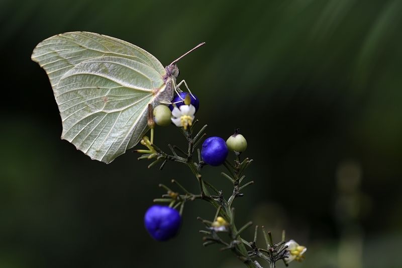 бабочка butterfly lepidoptera linnaeus Catopsilia florella фото превью
