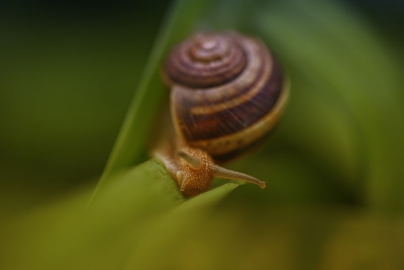 **** фото превью