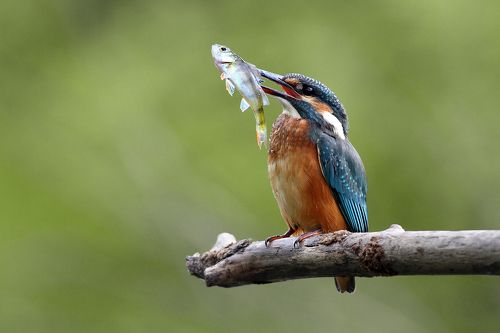 Kingfisher