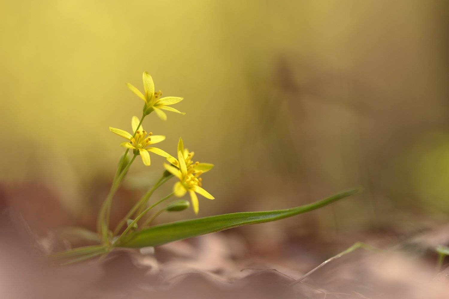 гусиный лук, скифский, gagea, podolica, самарский лес, Sergii Markov