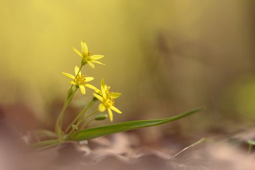 Гусиный лук