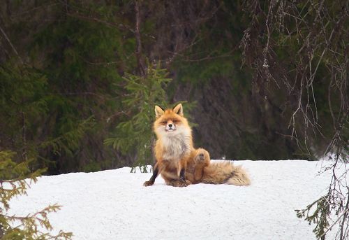 Сегодня удачная фотоохота на лис сразу 3 шт