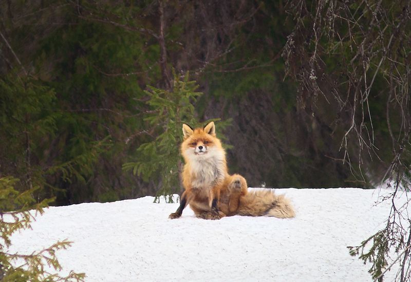 лисы,север,печора,коми,природа,фауна, Сегодня удачная фотоохота на лис сразу 3 шт фото превью