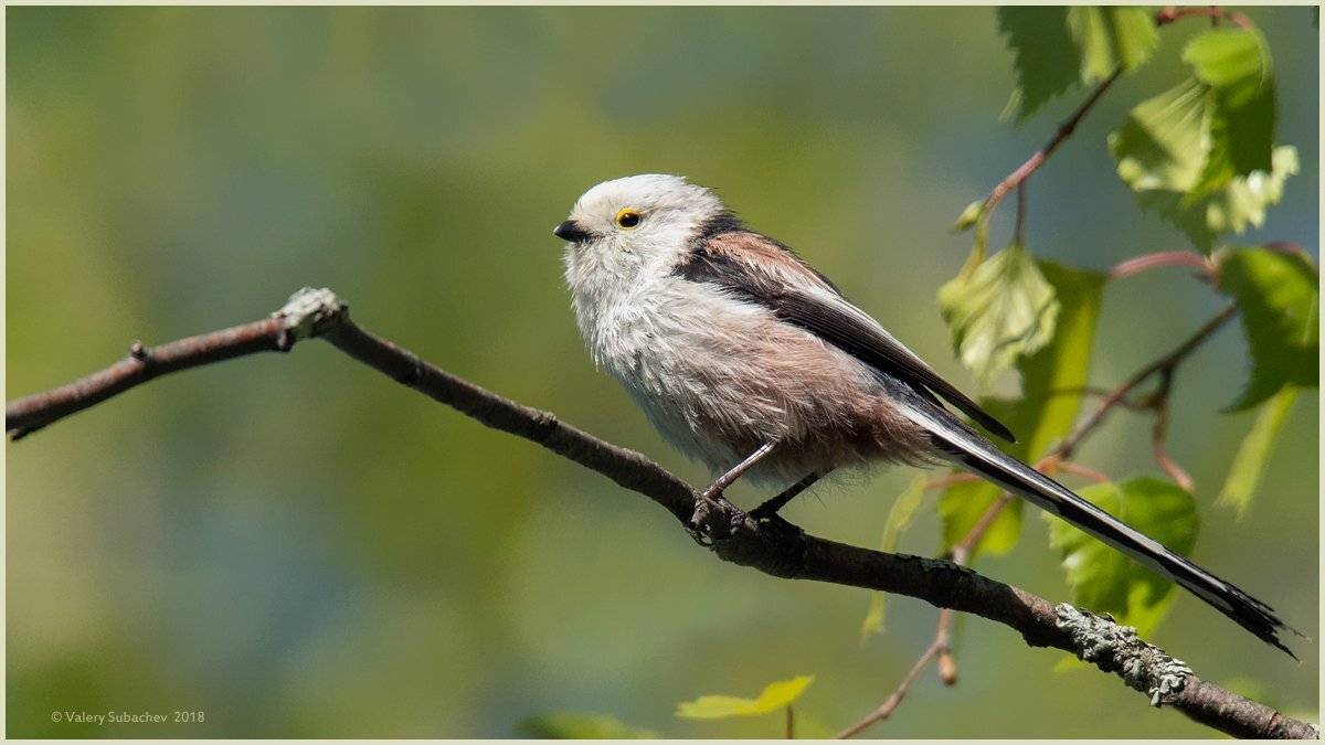 , Валерий Субачев