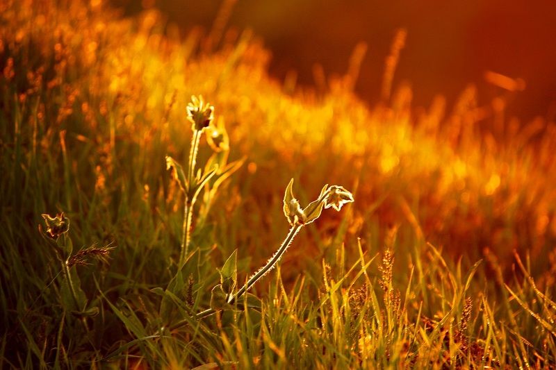 Этюд в закатных тонах. фото превью
