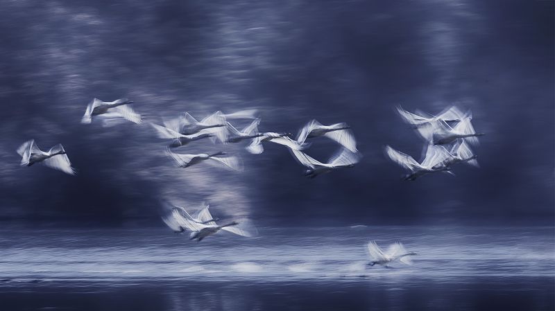 Colorful wings фото превью