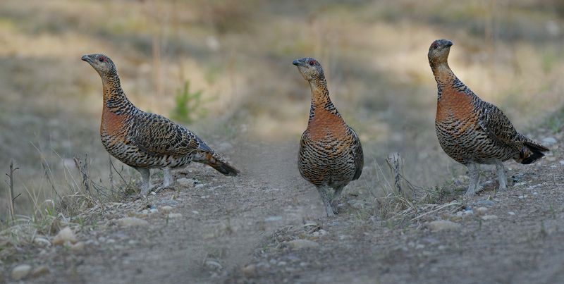 * * * фото превью