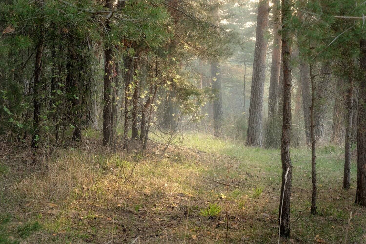 пейзаж, природа, лес, туман, сосны, деревья, рассвет, утро, Андрей Чиж