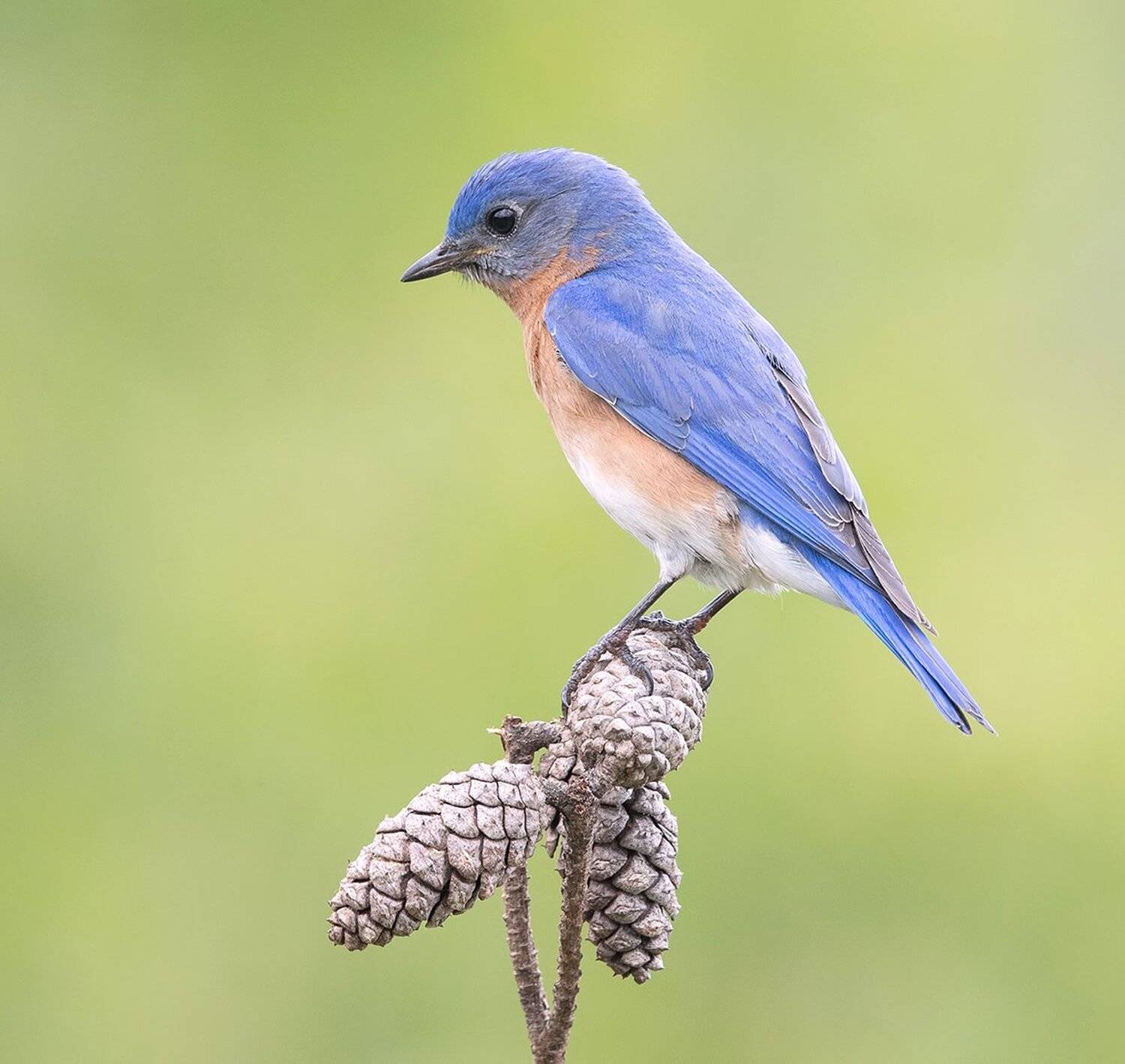 восточная сиалия, eastern bluebird, bluebird, Elizabeth Etkind