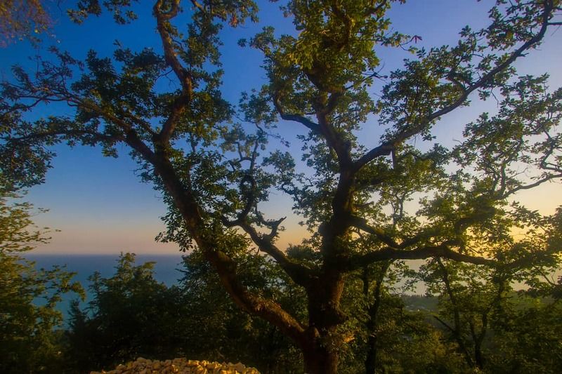 пейзаж, лето, тепло, дерево, закат, солнце, море На закате дня фото превью