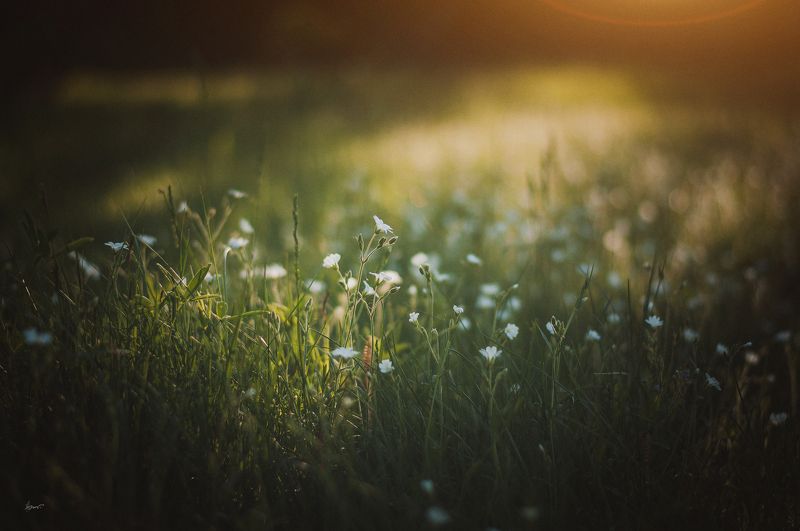 carpet of May фото превью