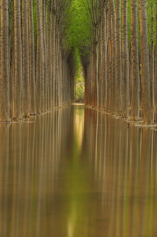 Green tunnel фото превью