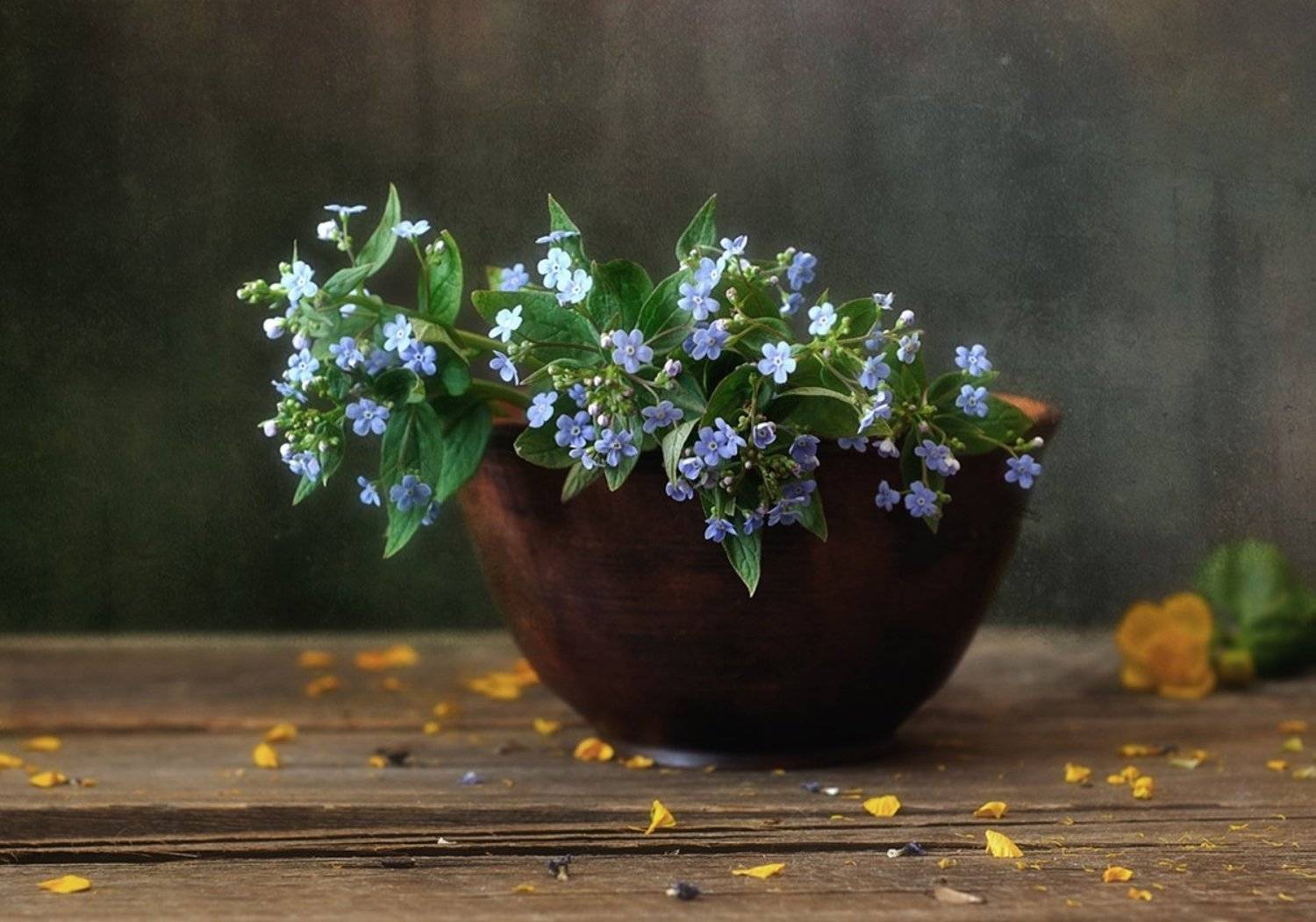 натюрморт,бруннера,цветы,весна, Наталия К