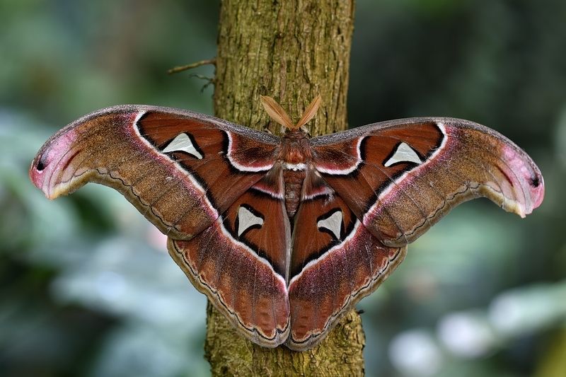 бабочка butterfly lepidoptera linnaeus Attacus atlas фото превью