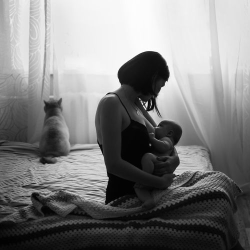 Кот