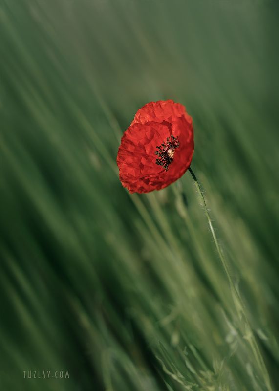 мак, красный цветок, маки, трава Про мак в траве фото превью