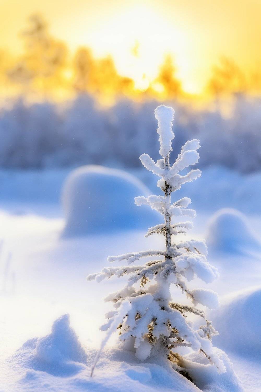 снег,зима,солнце,сугробы,ёлка,, Матвеев Игорь