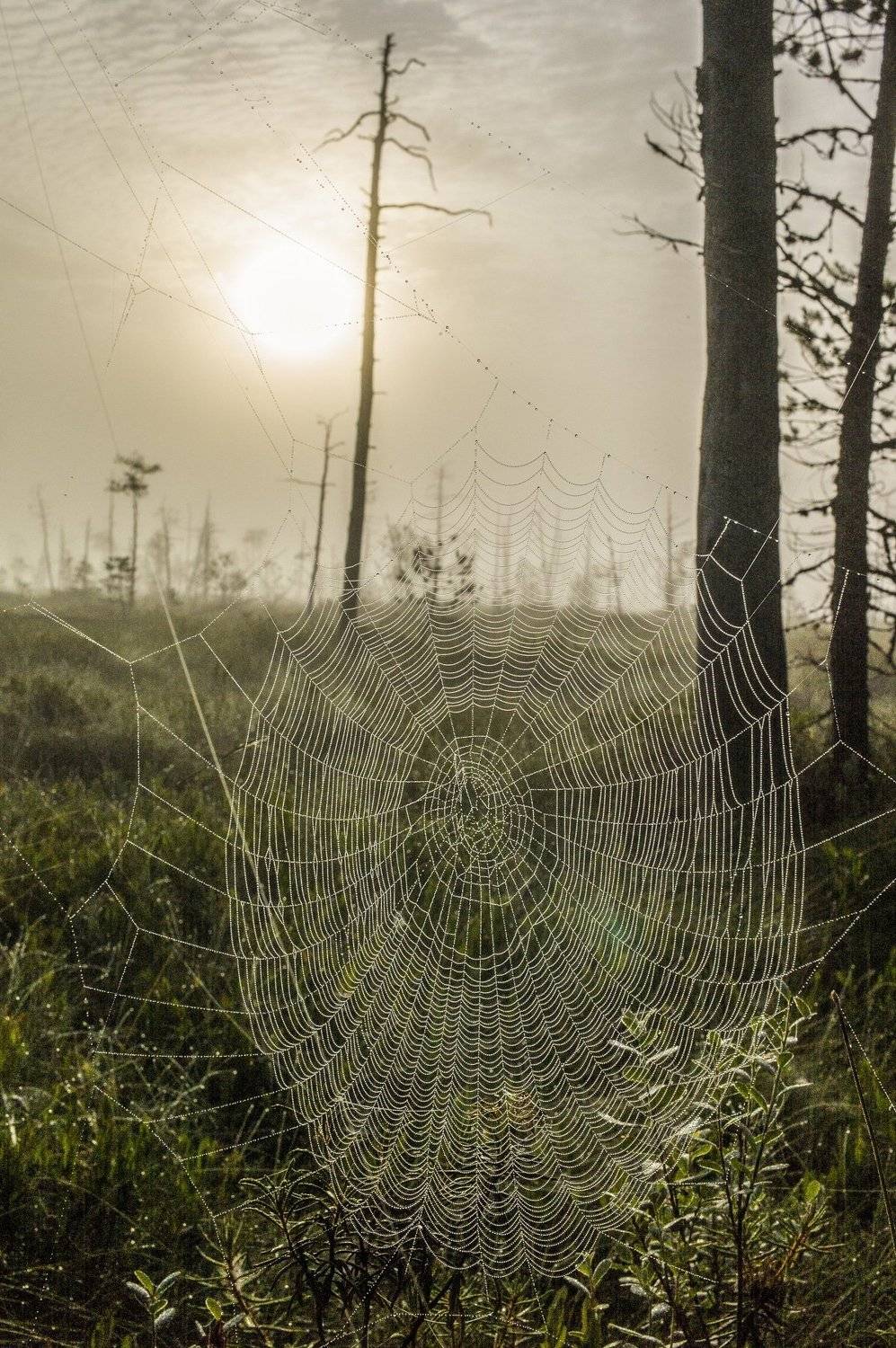 Западная Сибирь Томская область васюганское болото, Михаил Дронов