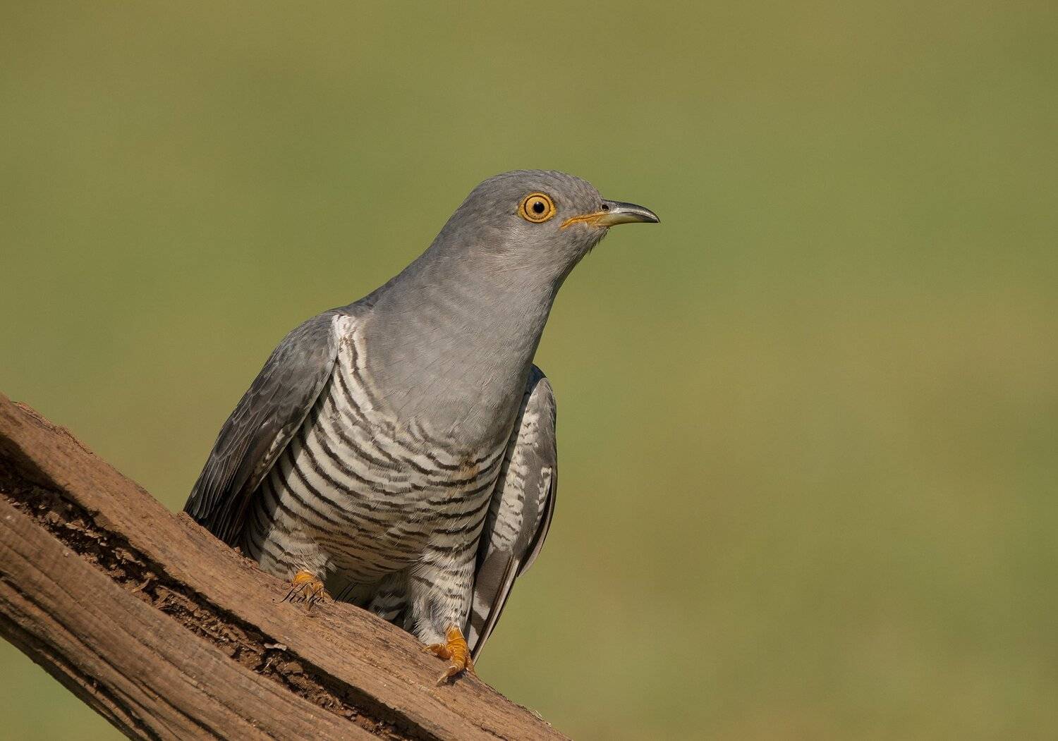 cuckoo, birds, nature, wildlife, woods, MARIA KULA