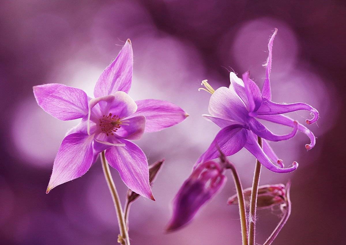 aquilegia, Mycatherina