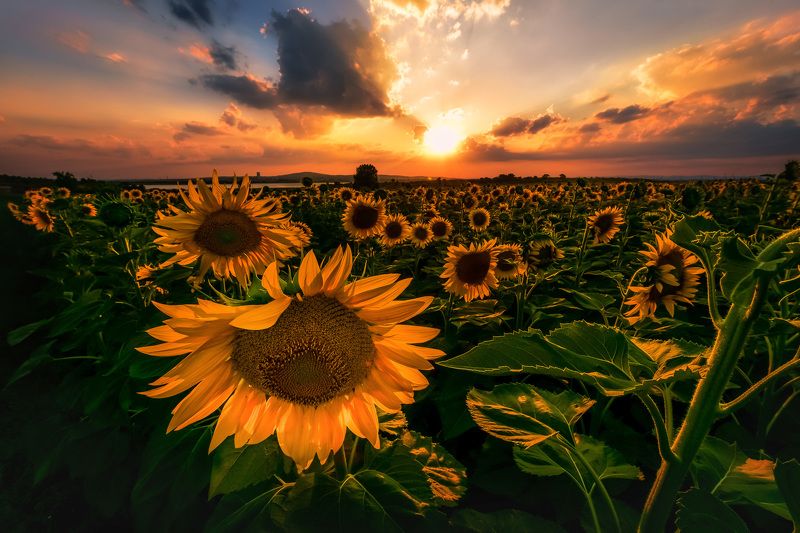 sun, sunset, sunflower,color,green,filed,spring,cloud,nature,landscape,outdoor Sunlight фото превью