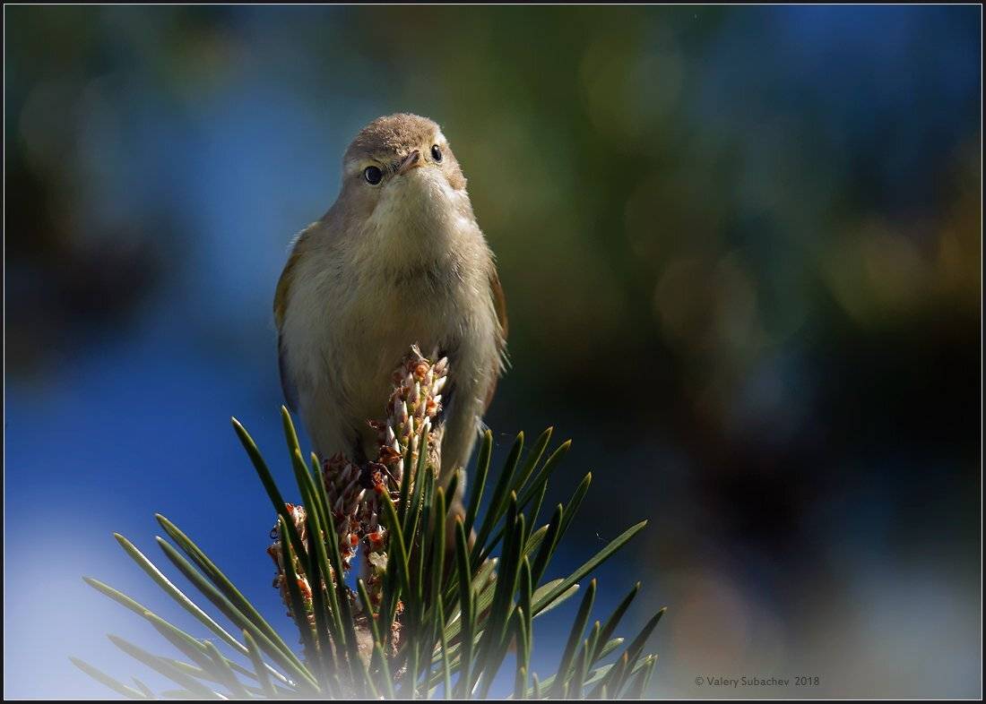 , Валерий Субачев