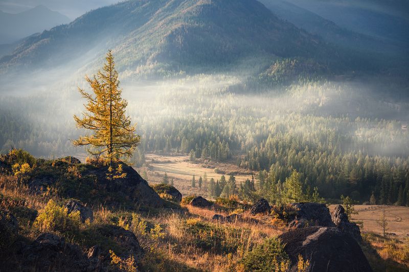 природа, nature, пейзаж, landscape, горы, mounts, mountains, тайга, taiga, лес, forest, дерево, tree, rocks, камни, mist, fog, morning, туман, дымка, утро, прохладное, chilly, cool, early morning, раннее, big, high, большой, высокий, лиственница, larix, в Джазатор / Djazator фото превью