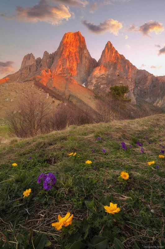 первоцветы у Цей-Лоам фото превью