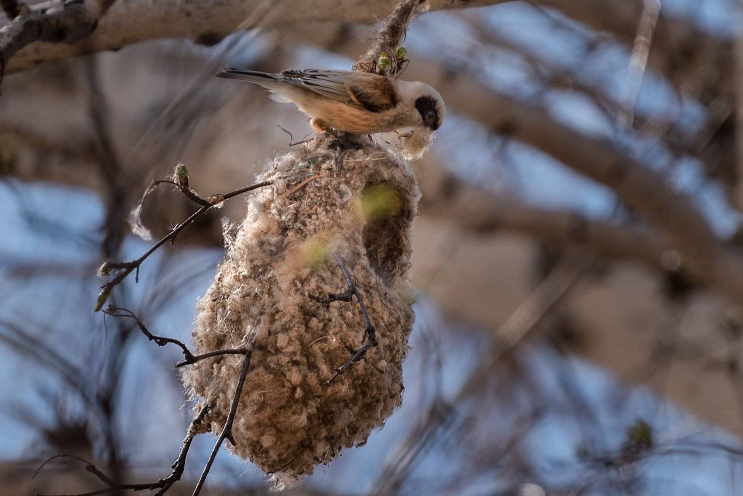 птицы, ремез, алтай, животные, весна, гнездо, строитель, строительство, природа, дикаяжизнь, Денис Соломахин