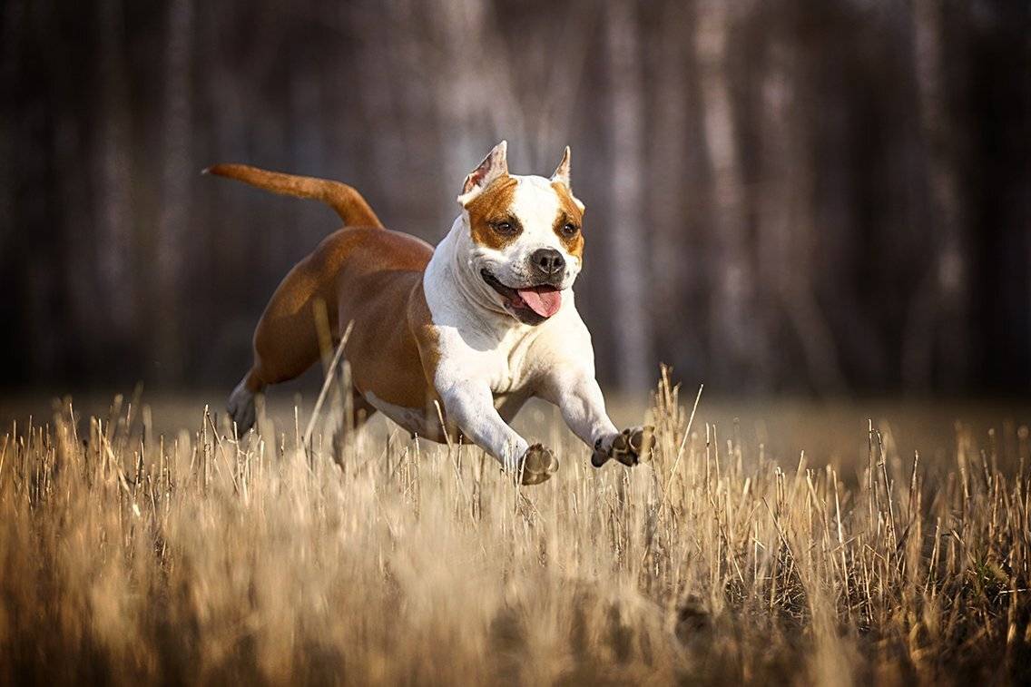 , Андрей Ершов