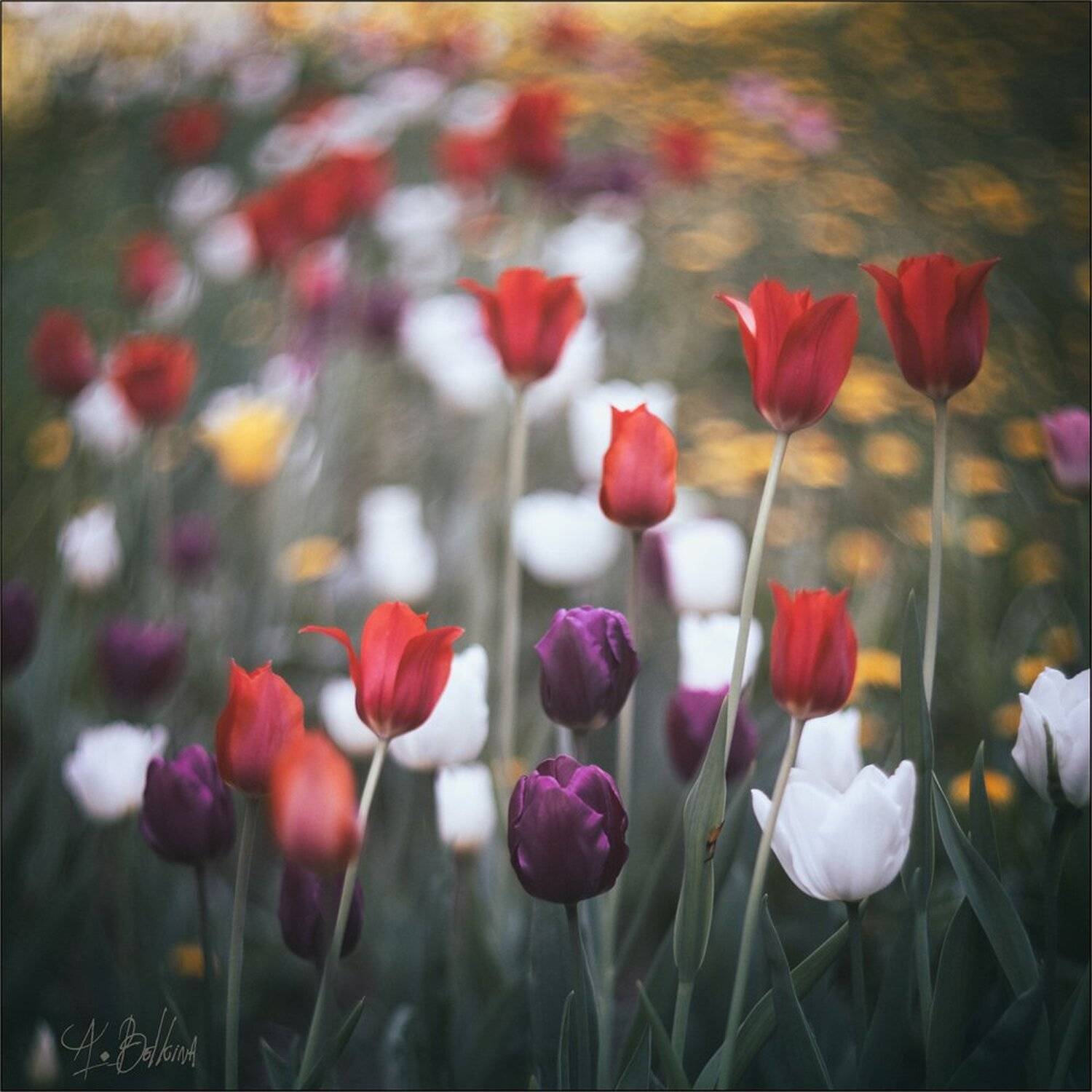 , Ариадна Белкина