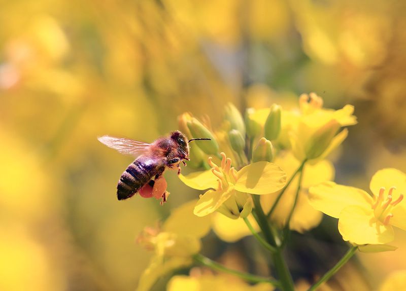 Весна,поле,пчелы,рапс,солнце. Рапсовый мед фото превью