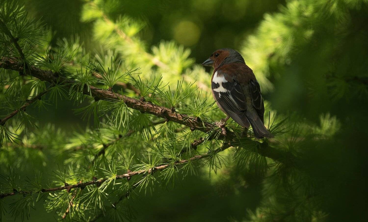 природа, лес, животные, птицы, Дмитрий Посевич