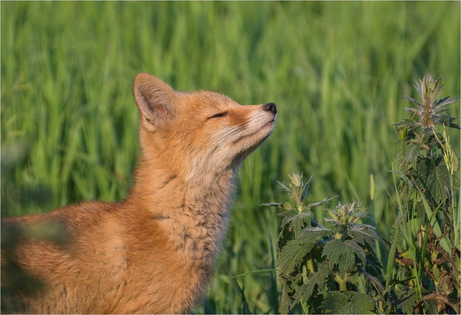 , Руслан Сигушин