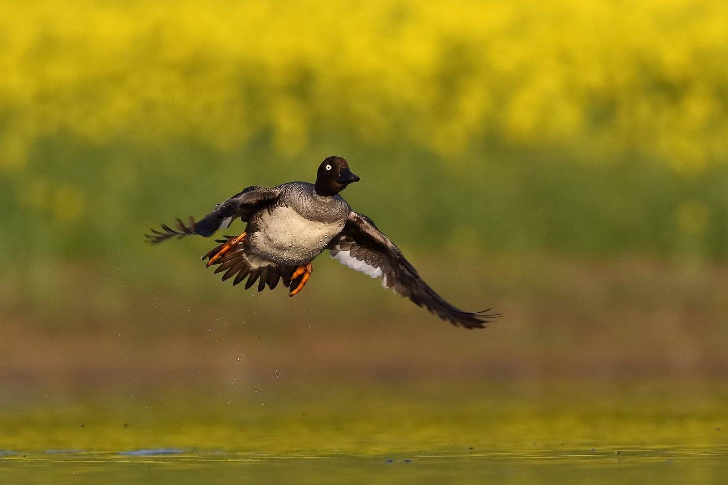 , Łukasz Sok&oacute;ł