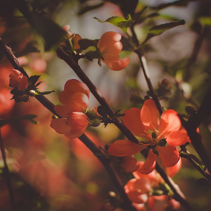 *** фото превью