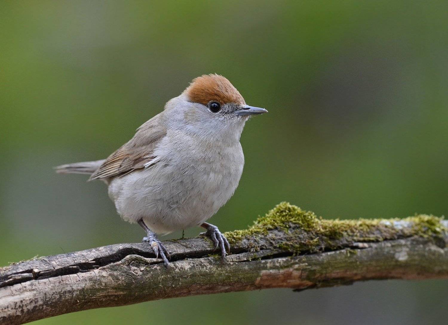 славка черноголовка,сук,бор,самка, Иван