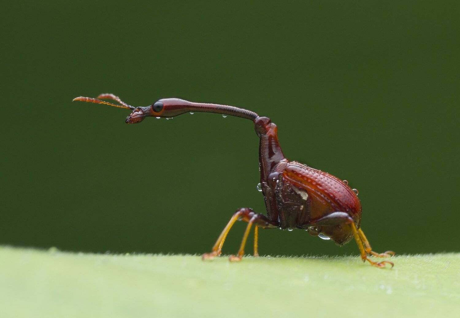 #macro#giraffe_weevil#colors, Choo How Lim